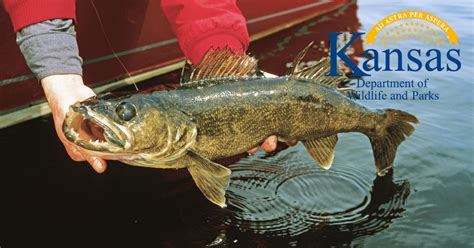 kansas fishing license renewal|License/Permit Requirements & Fees .